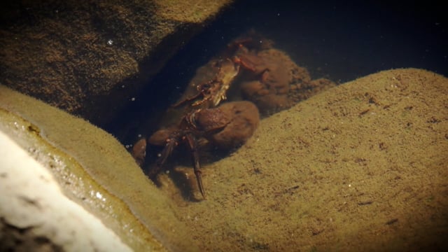 national aquatic animal of america