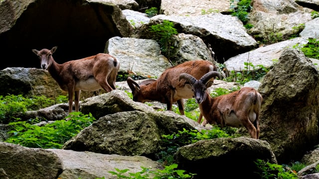 6以上の無料ムフロン 動物動画 Hd 4kクリップ Pixabay