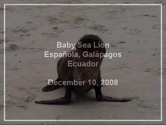 Baby Seal on Española, Galápagos