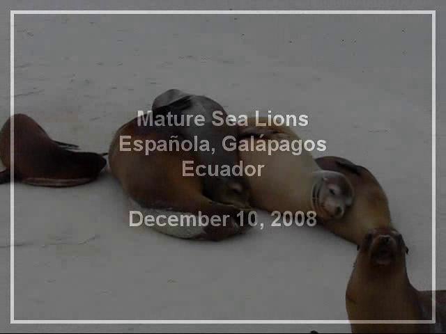 Mature Sea Lions, Española, Galápagos