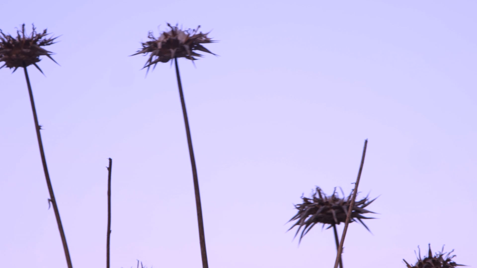 In My Own Dream - וידאו ארט הפקת סאונד