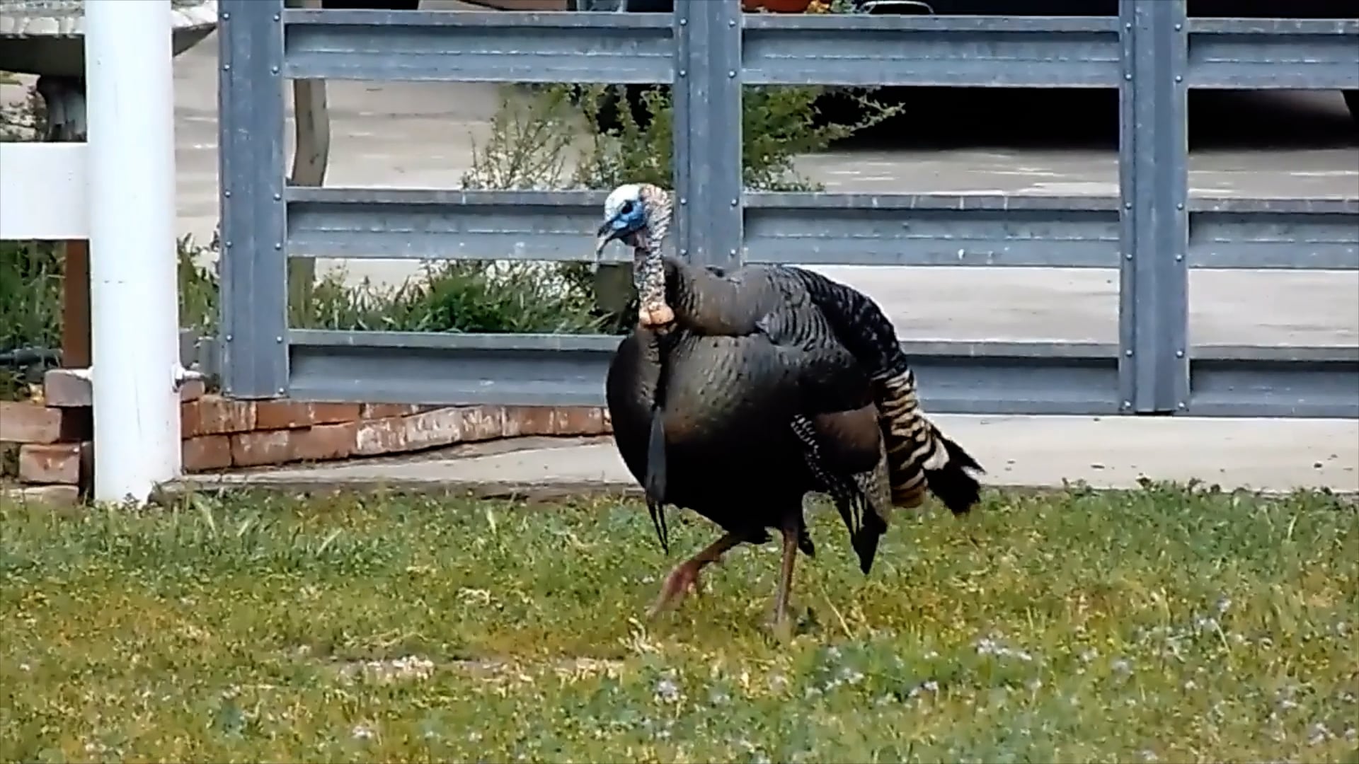 Camping Near Sequoia National Park Camping Near Sequoia, Tent Rentals
