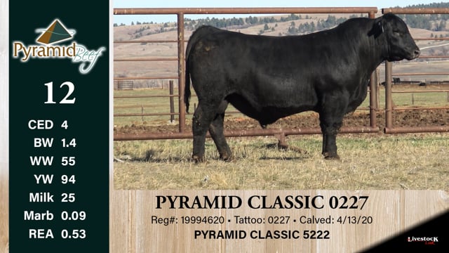 Lot #12 - PYRAMID CLASSIC 0227