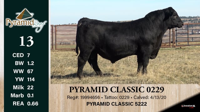 Lot #13 - PYRAMID CLASSIC 0229