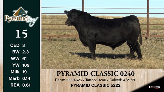 Lot #15 - PYRAMID CLASSIC 0240