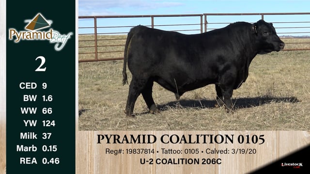 Lot #2 - PYRAMID COALITION 0105
