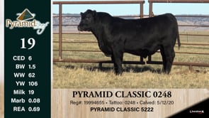 Lot #19 - PYRAMID CLASSIC 0248 ***OUT OF SALE***