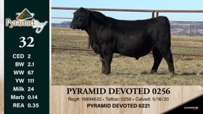 Lot #32 - PYRAMID DEVOTED 0256