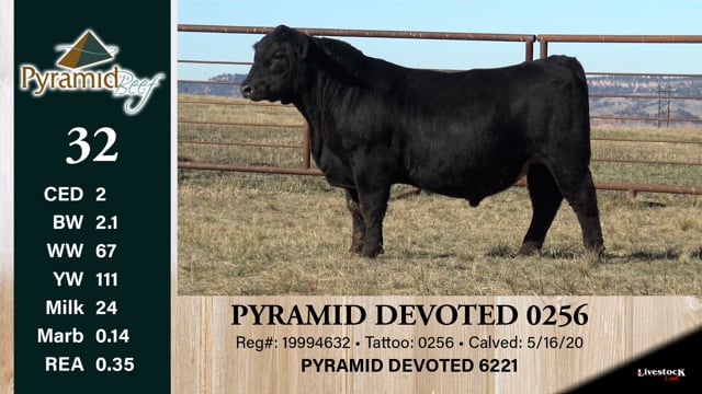 Lot #32 - PYRAMID DEVOTED 0256