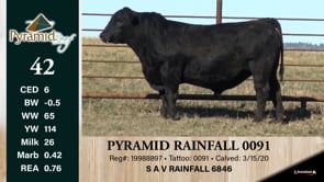 Lot #42 - PYRAMID RAINFALL 0091