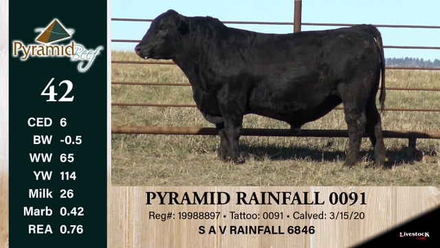 Lot #42 - PYRAMID RAINFALL 0091