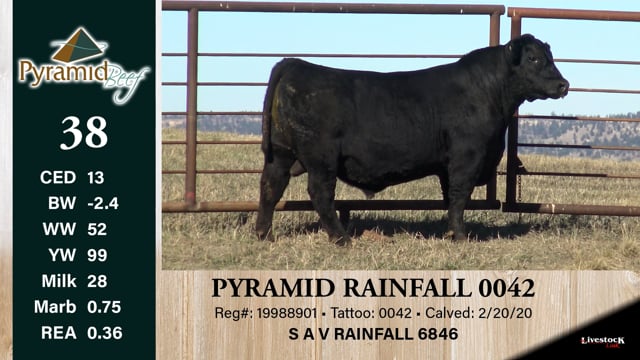 Lot #38 - PYRAMID RAINFALL 0042