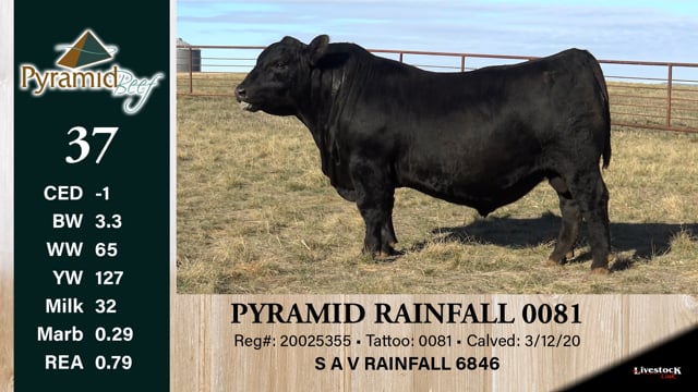 Lot #37 - PYRAMID RAINFALL 0081