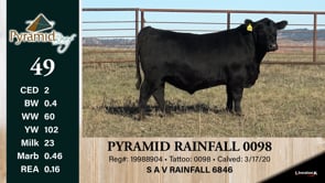 Lot #49 - PYRAMID RAINFALL 0098