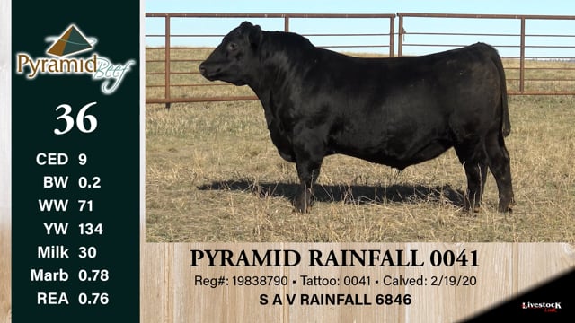 Lot #36 - PYRAMID RAINFALL 0041