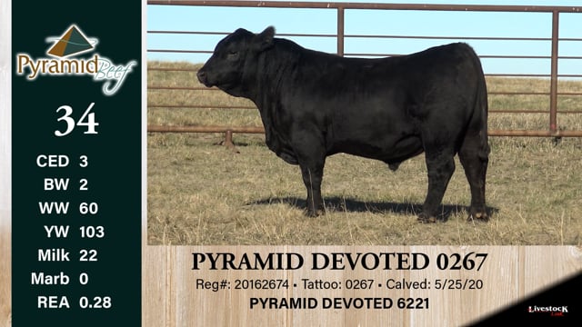 Lot #34 - PYRAMID DEVOTED 0267