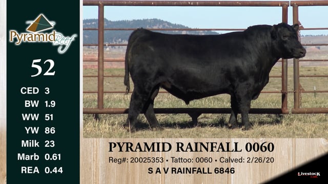 Lot #52 - PYRAMID RAINFALL 0060