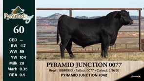 Lot #60 - PYRAMID JUNCTION 0077