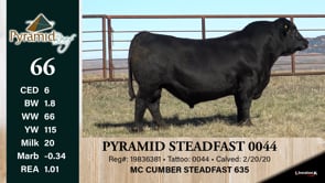 Lot #66 - PYRAMID STEADFAST 0044