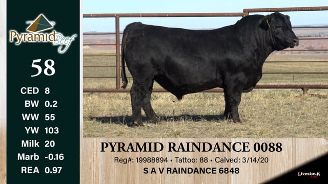 Lot #58 - PYRAMID RAINDANCE 0088