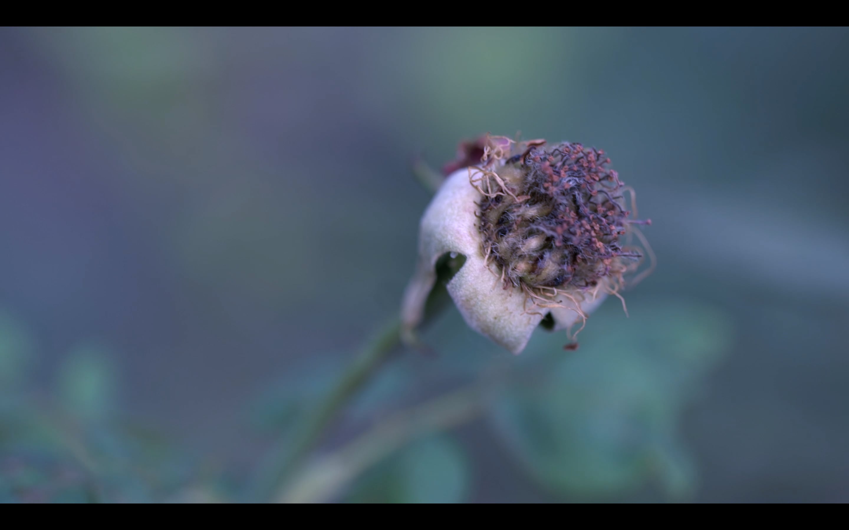 Don't Wait For Me