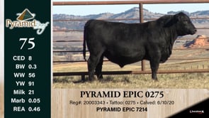 Lot #75 - PYRAMID EPIC 0275