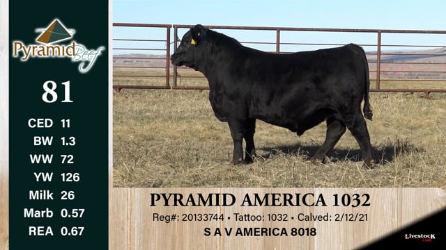 Lot #81 - PYRAMID AMERICA 1032