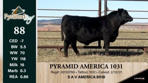 Lot #88 - PYRAMID AMERICA 1031