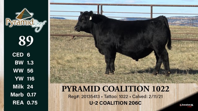 Lot #89 - PYRAMID COALITION 1022
