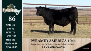 Lot #86 - PYRAMID AMERICA 1044
