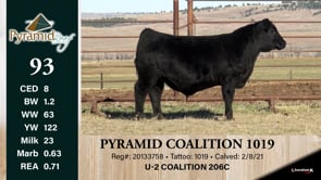 Lot #93 - PYRAMID COALITION 1019