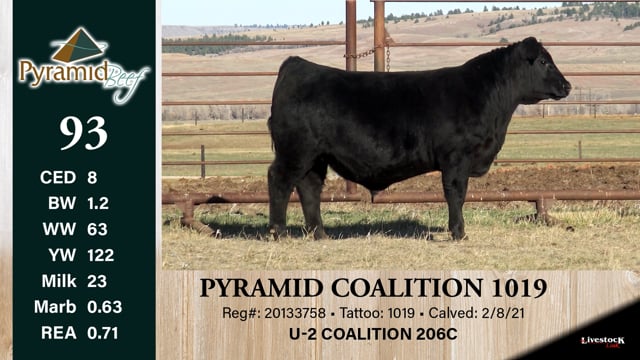 Lot #93 - PYRAMID COALITION 1019