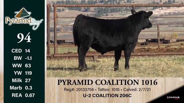 Lot #94 - PYRAMID COALITION 1016