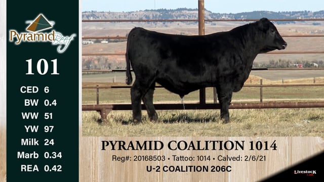 Lot #101 - PYRAMID COALITION 1014