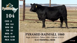 Lot #104 - PYRAMID RAINFALL 1060 ***OUT OF SALE***