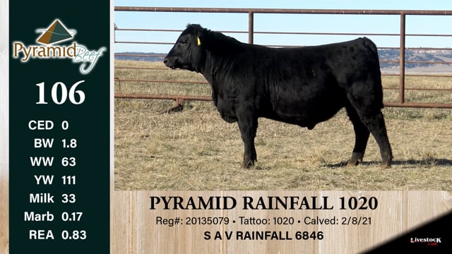 Lot #106 - PYRAMID RAINFALL 1020
