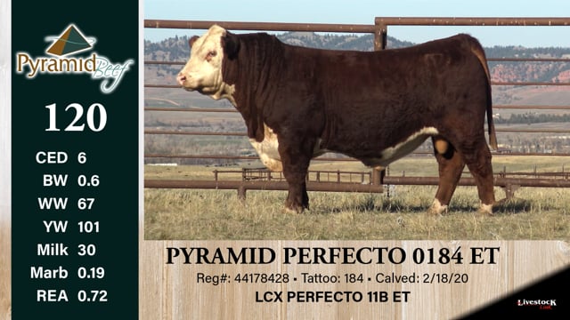 Lot #120 - PYRAMID PERFECTO 0184 ET