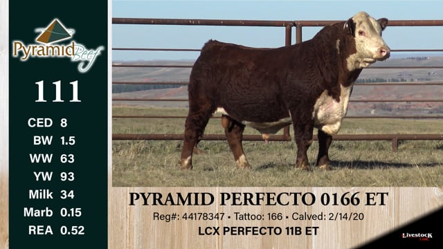 Lot #111 - PYRAMID PERFECTO 0166 ET