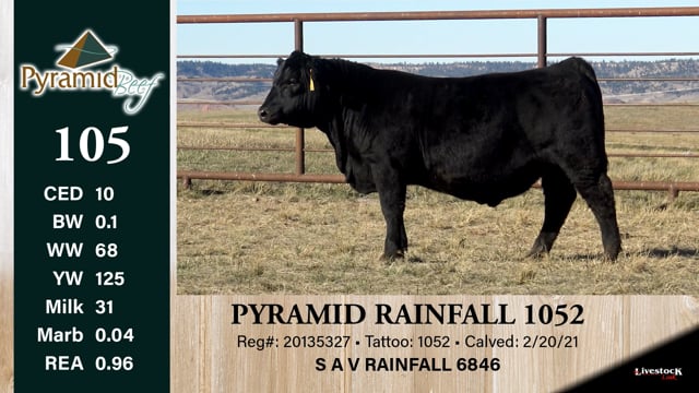 Lot #105 - PYRAMID RAINFALL 1052