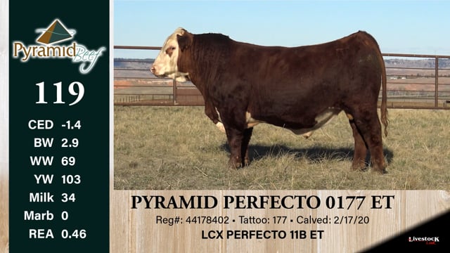 Lot #119 - PYRAMID PERFECTO 0177 ET