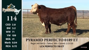 Lot #114 - PYRAMID PERFECTO 0189 ET