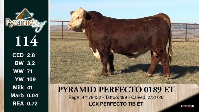 Lot #114 - PYRAMID PERFECTO 0189 ET