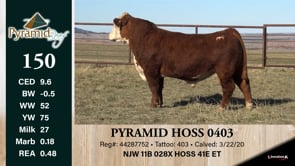 Lot #150 - PYRAMID HOSS 0403