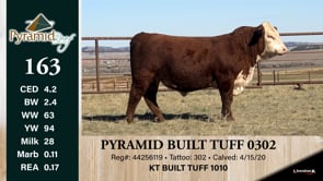 Lot #163 - PYRAMID BUILT TUFF 0302