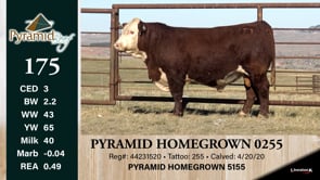 Lot #175 - PYRAMID HOMEGROWN 0255 ***OUT OF SALE***