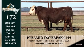 Lot #172 - PYRAMID DAYBREAK 0245