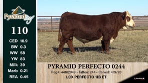 Lot #110 - PYRAMID PERFECTO 0244