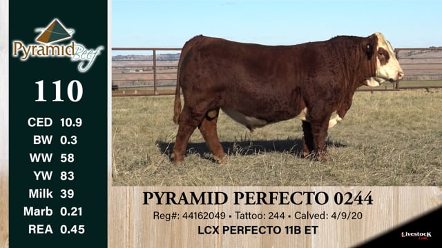 Lot #110 - PYRAMID PERFECTO 0244