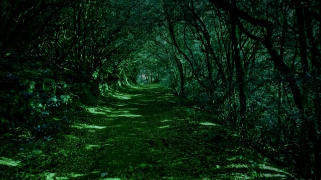 Dark Green Forest Images – Browse 659,446 Stock Photos, Vectors, and Video