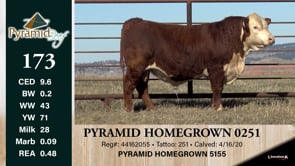 Lot #173 - PYRAMID HOMEGROWN 0251